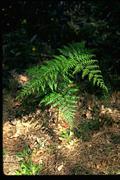 Austral bracken